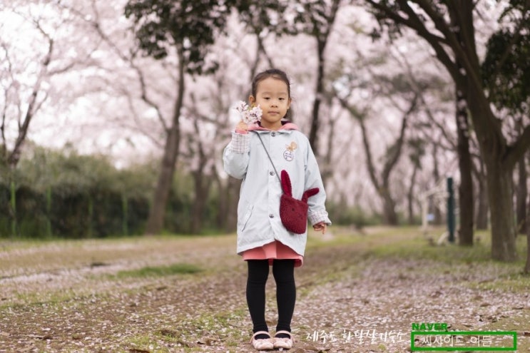  2019 제주도 왕벚꽃축제기간