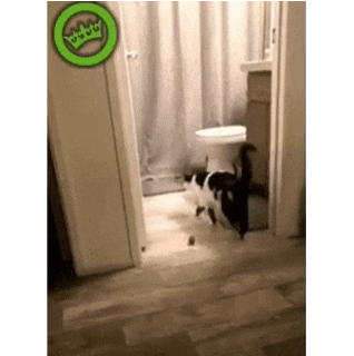 웃긴 사진 및 짤방 : 이해할 수 없는 고양이...도대체 왜..??
