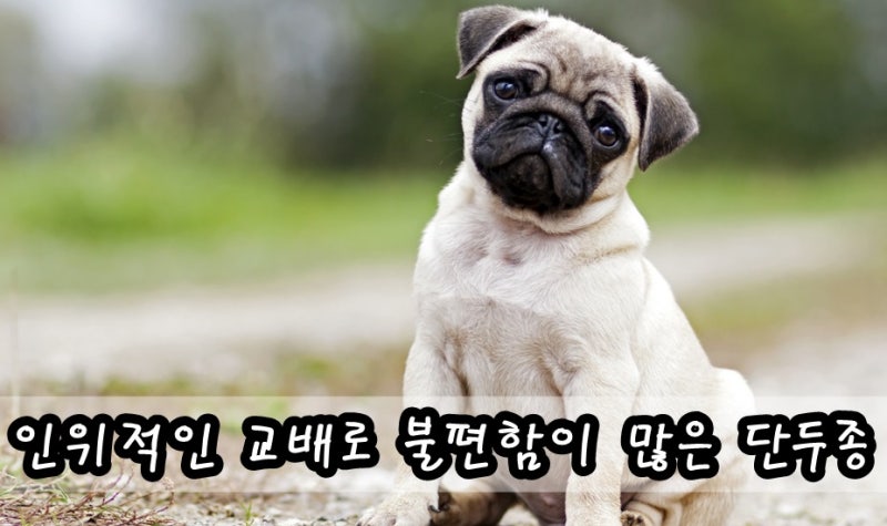 단두종 강아지 단두종 증후군만 체크한다구요? : 네이버 블로그
