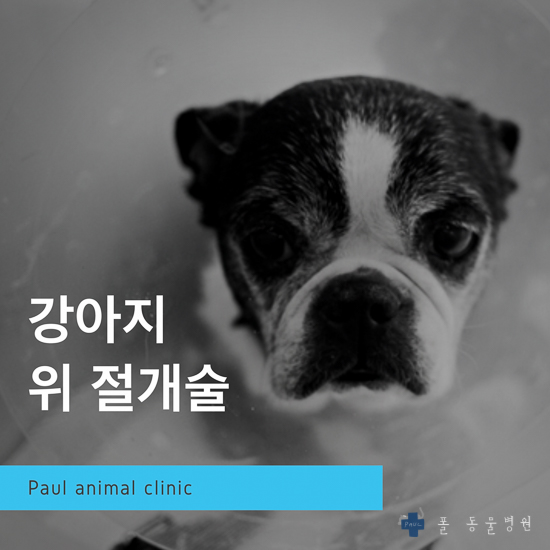  강아지 돼지뼈 섭취, 위 내 이물, 위 절개 수술 & 성남 분당 24시 폴 동물병원