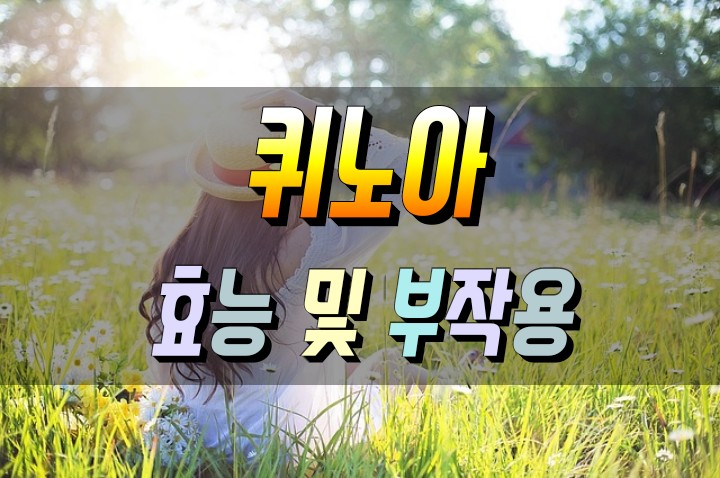  곡물의 어머니 퀴노아 효능 알고 먹기 부작용 먹는법도 함께 챙기세요.