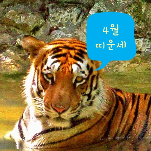  2019년 기해년 4월 호랑이띠운세 범띠나이별운세