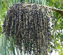  HOW DO YOU KNOW ABOUT ACAI ? (DIET, ANTIAGING AND MORE)