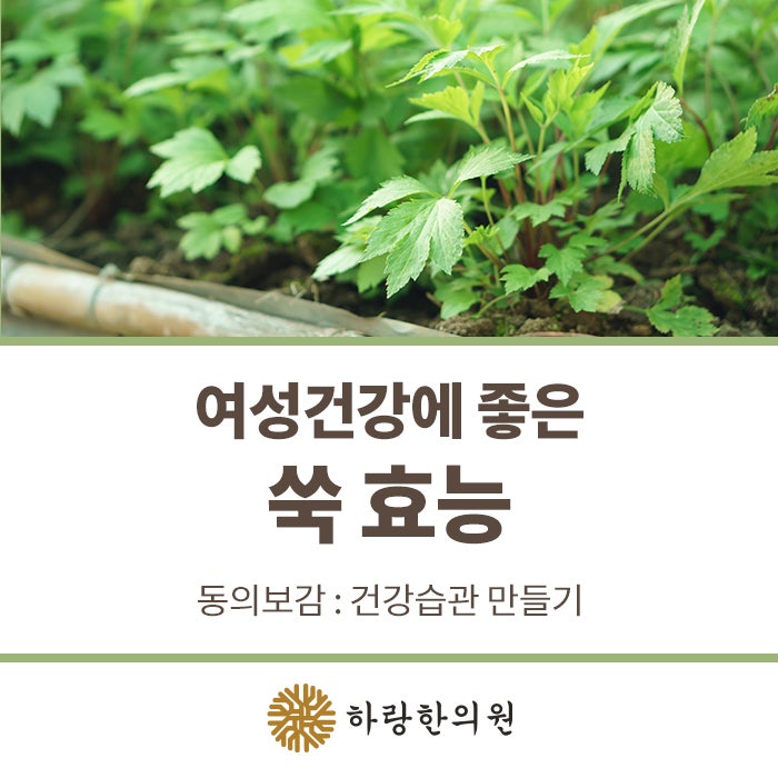 쑥 워밍업의 효과 3