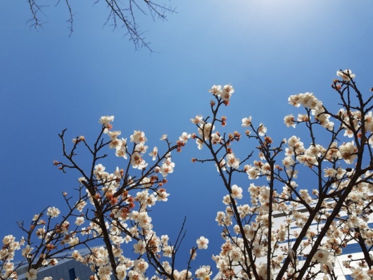 3월 숲놀이, 미선나무 흰꽃이 만개했어요 :-)