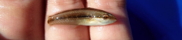 무지개놀래기 (Stethojulis terina) 와 세줄무지개놀래기 ( Stethojulis trilineata ) 의혹