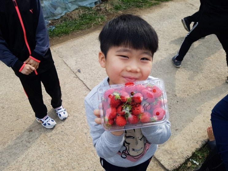 남양주가볼만한곳 한사랑딸기체험 딸기농장