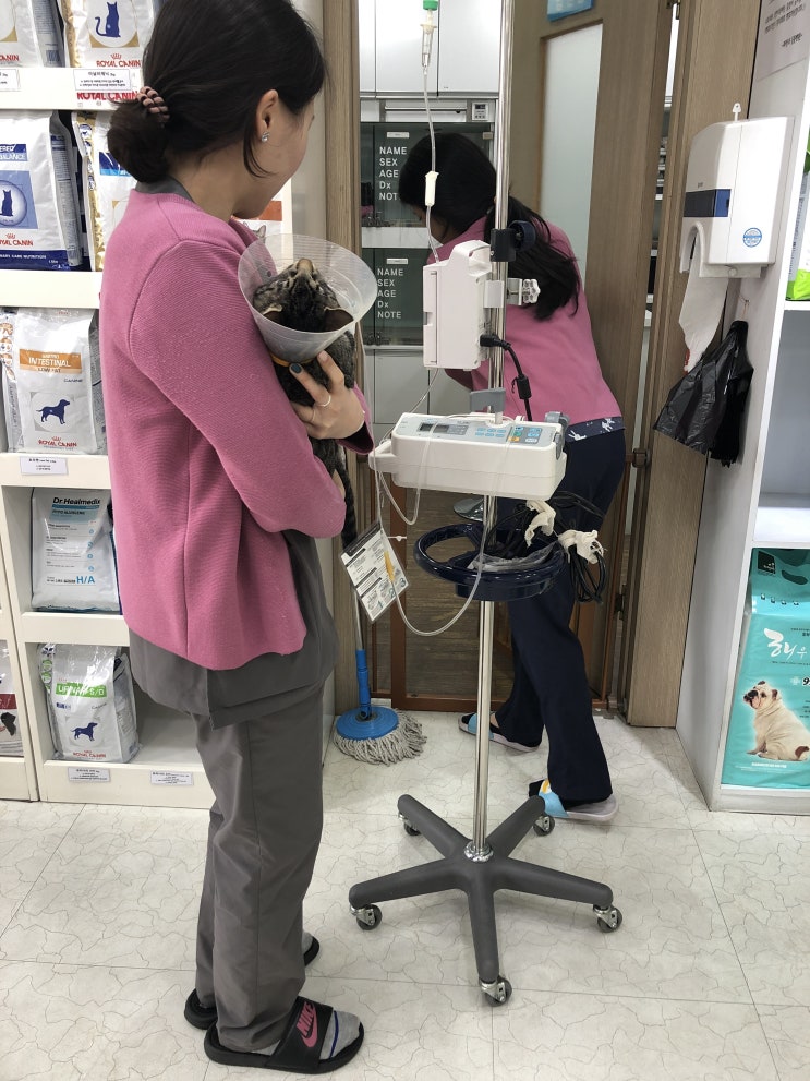  [시흥동] 파랑새동물병원 고양이 중성화 수술 후기