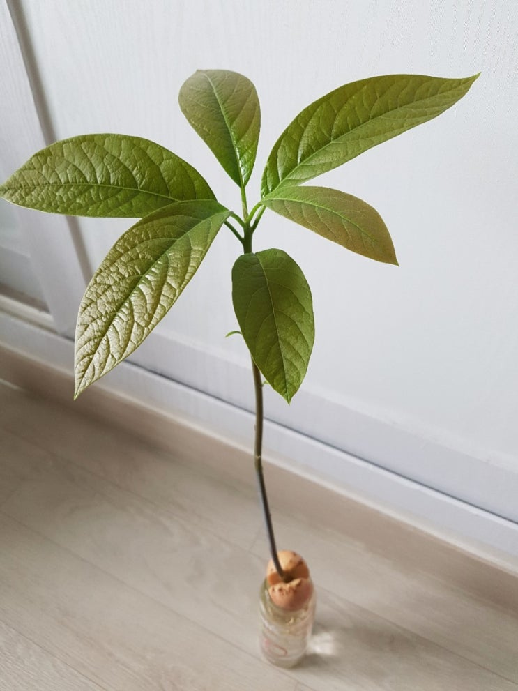  아보카도 수경재배c(3개월차)
