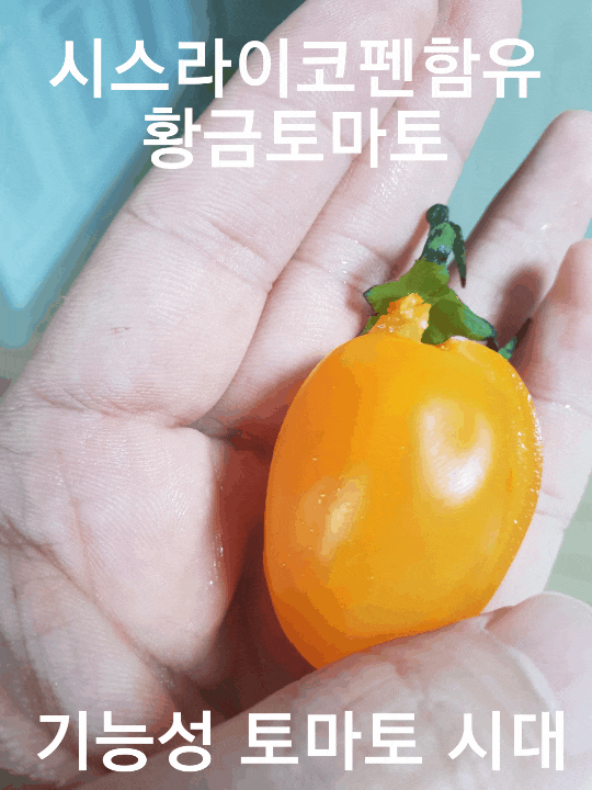  천기누설 송정훈 농부님의 황금대추 방울토마토 먹는법과 황금토마토 파는곳_TY시스펜