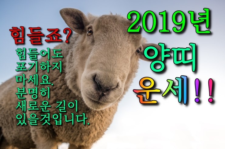  [운세] 2019년양띠운세( 지금 많이 힘든 양띠 여러분에게..길은 있습니다.)