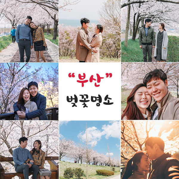  부산 벚꽃 명소 & 벚꽃축제 2019년 4월 핑크빛 꽃놀이해요 ♥ (개화시기, 만개)