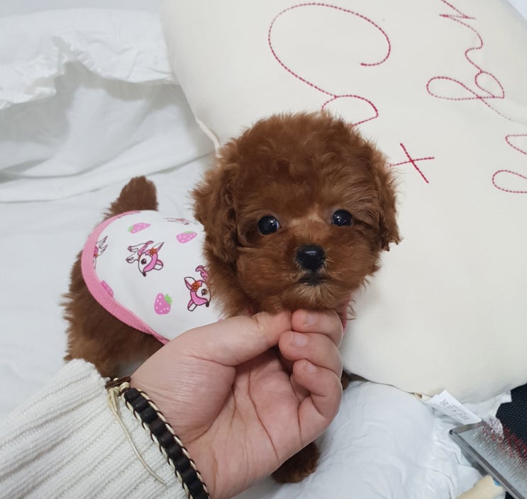  송파구 토이푸들 분양 하늘이와 구름이