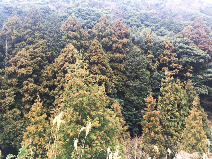대마도 가미쓰시마 킨(KIN, きん)마을 산책