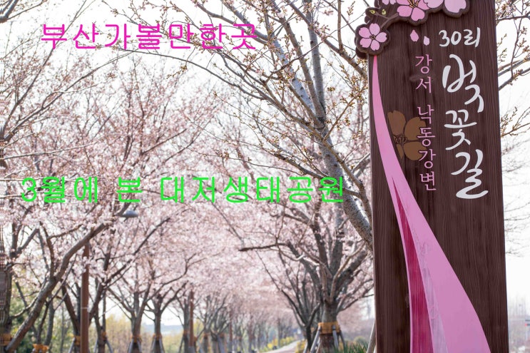  2019년03월 찾은 부산 대저생태공원 [봄꽃]