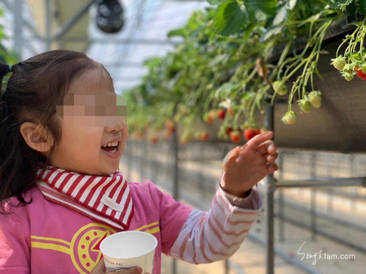 대구인근 딸기체험장_달보드레농원[아이스크림, 어묵제공]