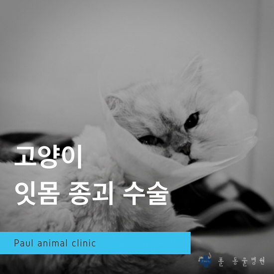  고양이 입안종괴, 호산구성 육아종 & 성남 분당 24시 폴 동물병원