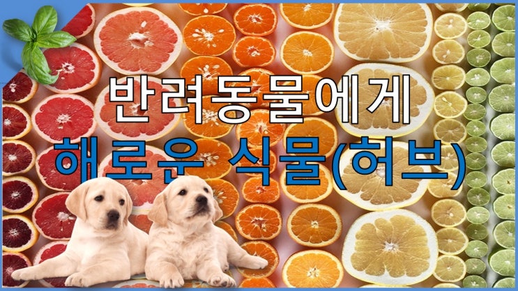  고양이와 강아지에게 안좋은 식물 정보(구토, 설사 유발 등)!