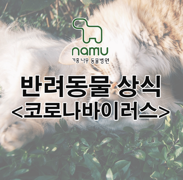  강아지 질병 코로나바이러스-용인 기흥 나무 동물병원