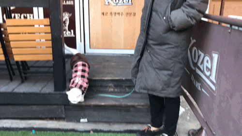  샤로수길 - 맛집 구경하고 온 산책고양이