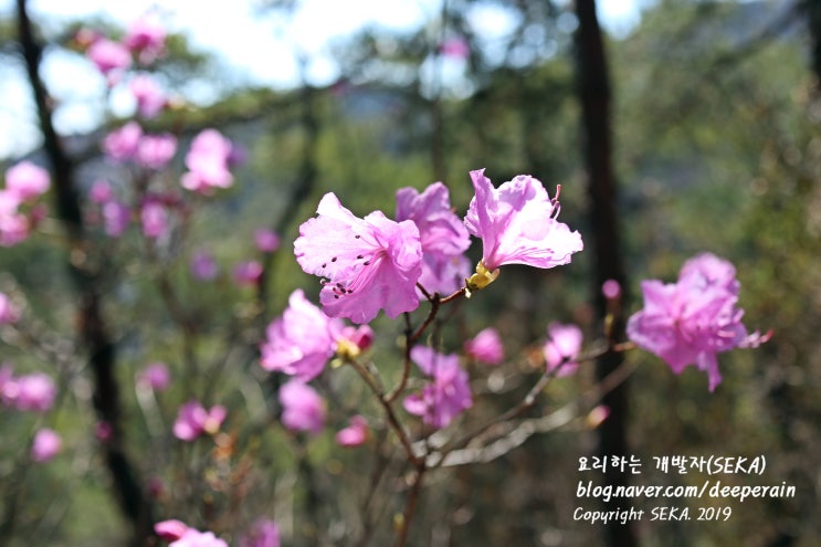  관악산 등산 : 진달래꽃 산행