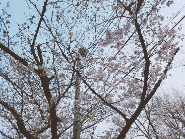  [일본워홀] 268日 옥치떡스/ 농대 산책로 벚꽃구경 / 타이야끼 / 츠케멘 / 하푸하푸 어떡하니 / 진에어 웹 체크인 방법