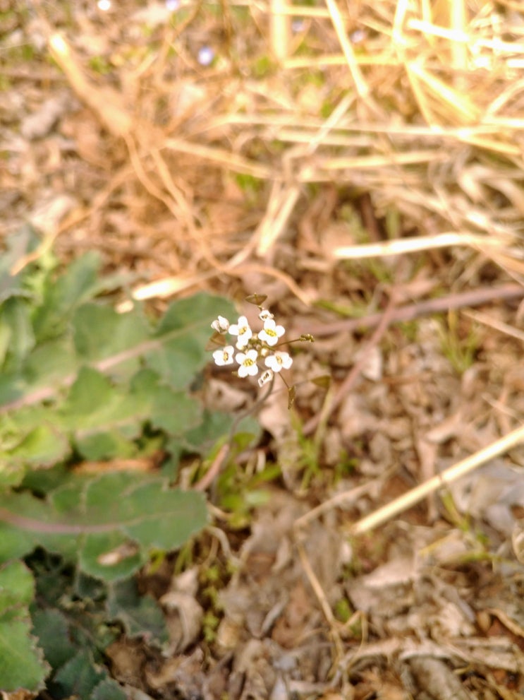  봄꽃 : 냉이, 매화, 방가지똥, 별꽃, 산수유, 서양민들레, 큰봄까치꽃
