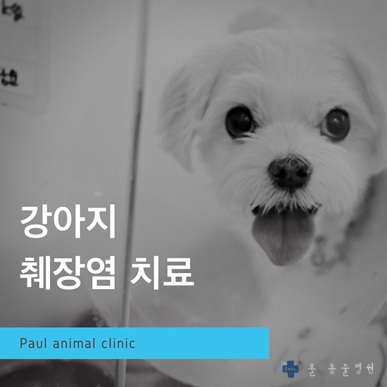  강아지 구토, 괴사성 췌장염 & 성남 분당 24시 폴 동물병원(판교, 여주, 이천, 용인, 동탄, 광주)