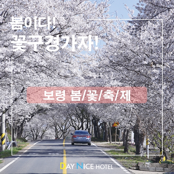  봄꽃축제 어디로 가세요? 보령 봄꽃축제로 구경오세요~