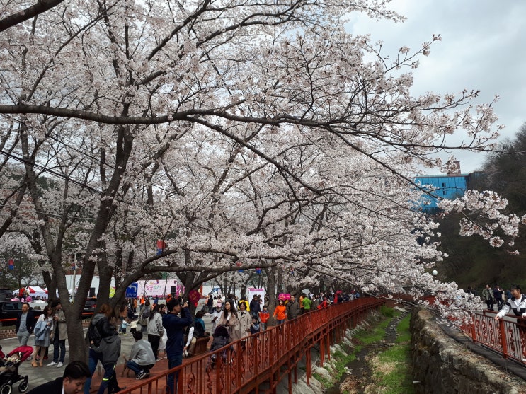 가평 벚꽃 나들이? 에덴벚꽃길 벚꽃축제와 대성리역