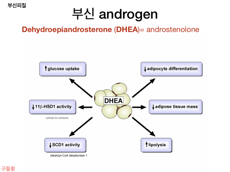  부신 성호르몬(DHEA)