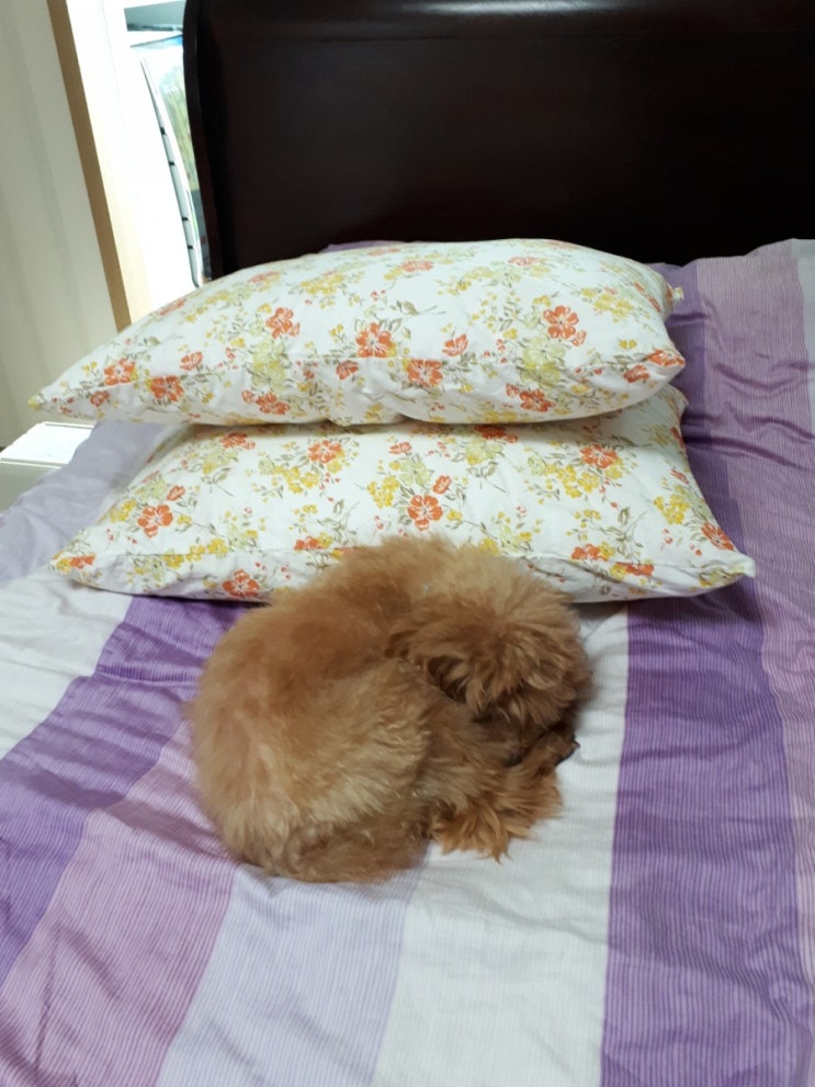  간단히 만드는 친환경 베갯잇