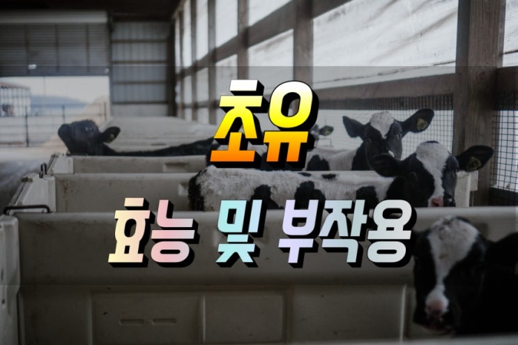  면역력을 높이는 초유 효능 심층분석 부작용 포함