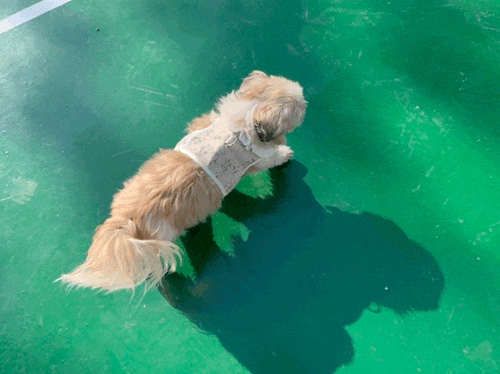예쁜 강아지 시츄씨는 역시 털빨!!ㅎㅎ 예쁜 강아지 시츄씨는 역시 털빨!!ㅎㅎ