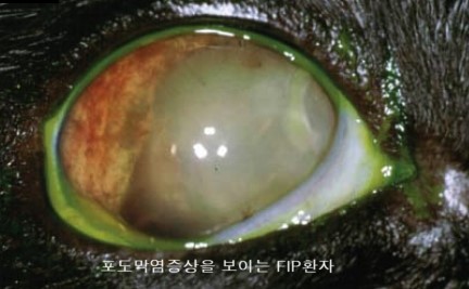  고양이 전염성 복막염 Feline infectious peritonitis FIP 의 이해 - 문정동동물병원 문정힐스