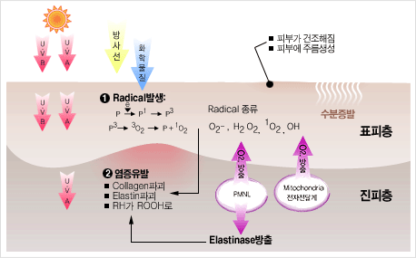  히스패닉은 왜 백인보다 오래 살까
