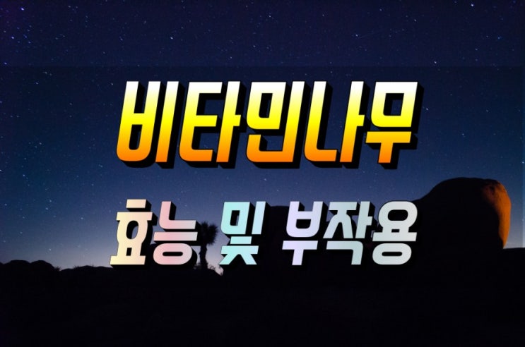 씨벅톤베리 산자나무 비타민나무 효능 및 부작용 섭취방법