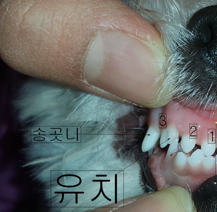  광주 강아지 치과 - 집에서 할 수 있는 우리 아이 구강검사