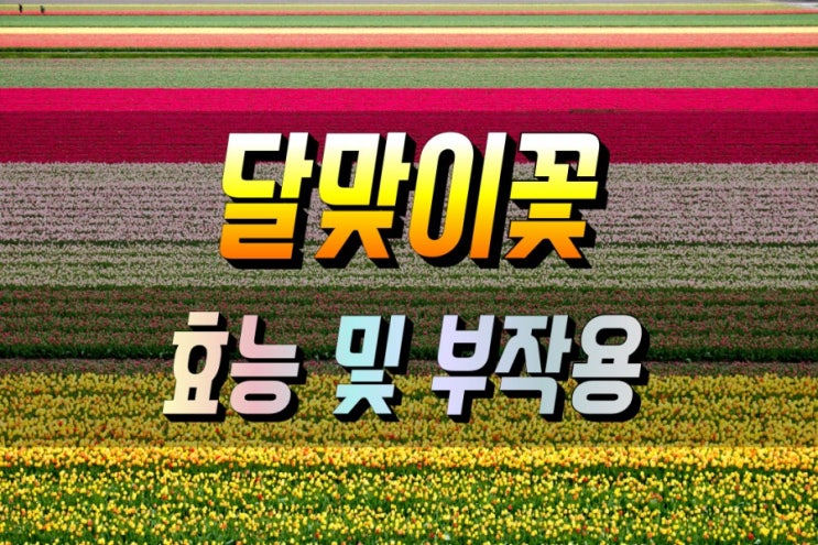  달맞이꽃 종자유 효능 및 부작용 먹는법 사용법