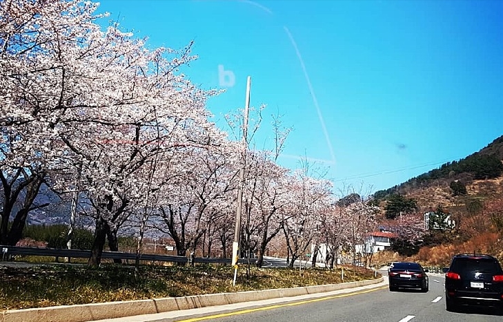 진주 공군교육사령부개방 벚꽃 축제