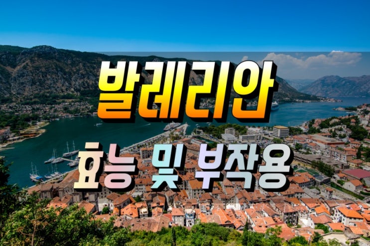  발레리안 (Valerian) 효능 및 부작용 알고먹기