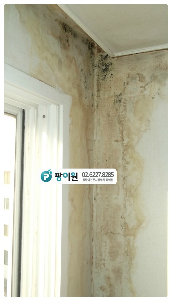  벽지에 곰팡이제거? 안생기게 할려면?