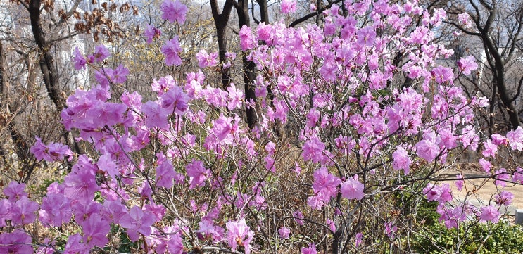 중곡동점집 명일동점집 대치동 산신도령 매봉산 기도