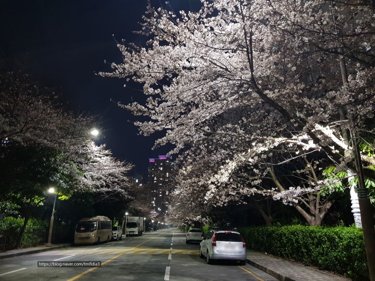  기장일광~송정~청사포~달맞이~장산~마린시티 해안길따라 벚꽃 드라이브~+기장아구찜,청사포스카이워크,스타벅스 봄시즌메뉴 아이스핑크말차샷라떼,숨은맛집! 벚꽃밑에서 야밤에 우동 먹기;)