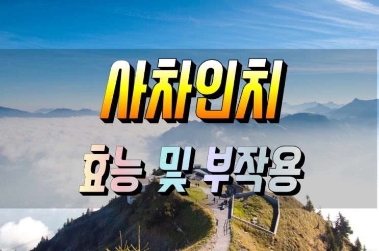  사차인치 효능 및 부작용_먹는법