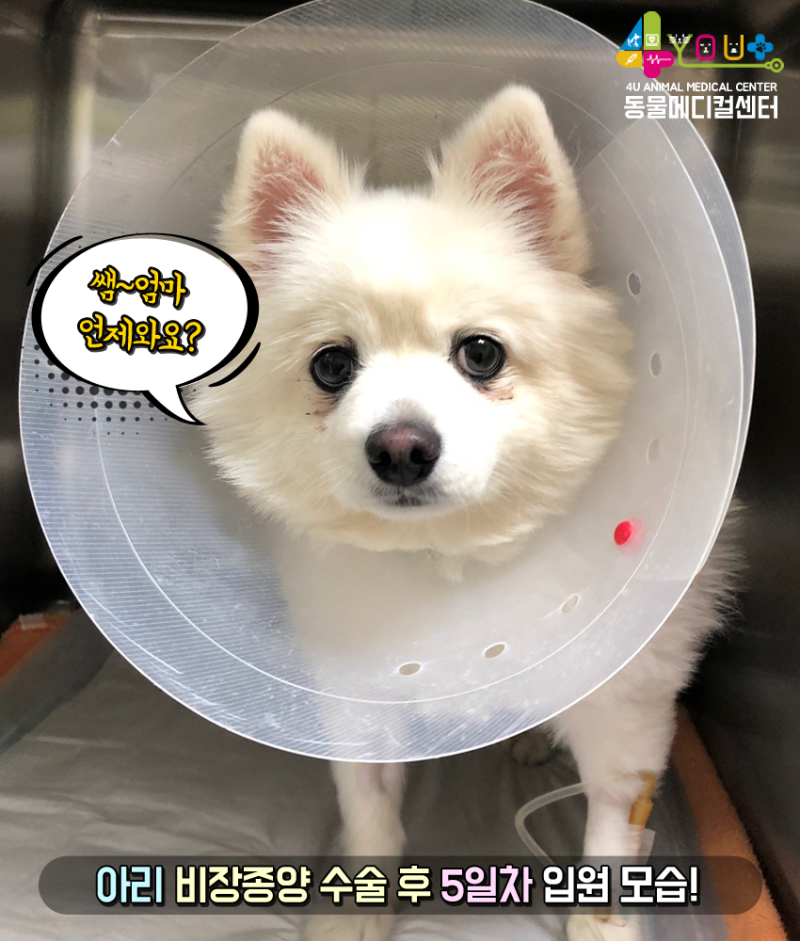 개의 비장이 파열되는 이유