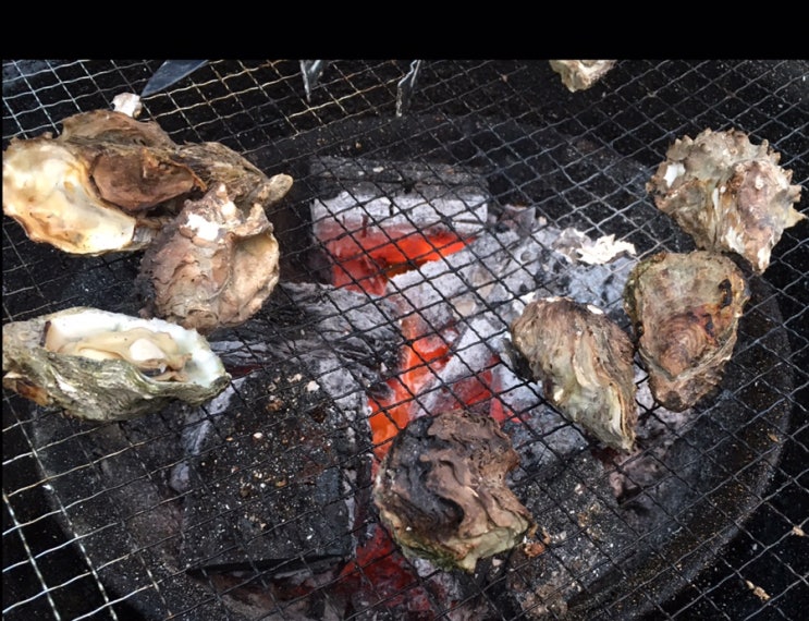  태안 안면도 굴 해루질 다녀왔습니다 최고의 굴 맛이였습니다