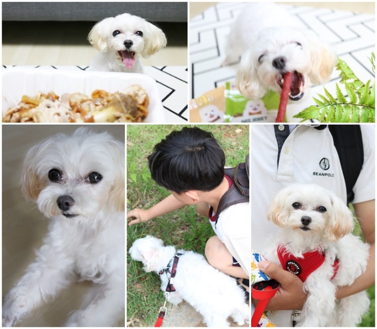  반려동물 고퀄 강아지 용품 애경 서포터즈 AKLOVER 휘슬클럽 모집중
