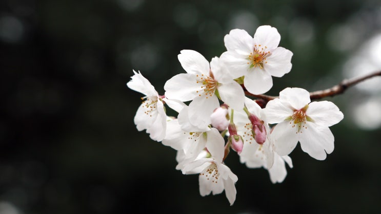 한국관광공사 대한민국 구석구석 국내여행지에 소개된 우리동네 벚꽃 명소.