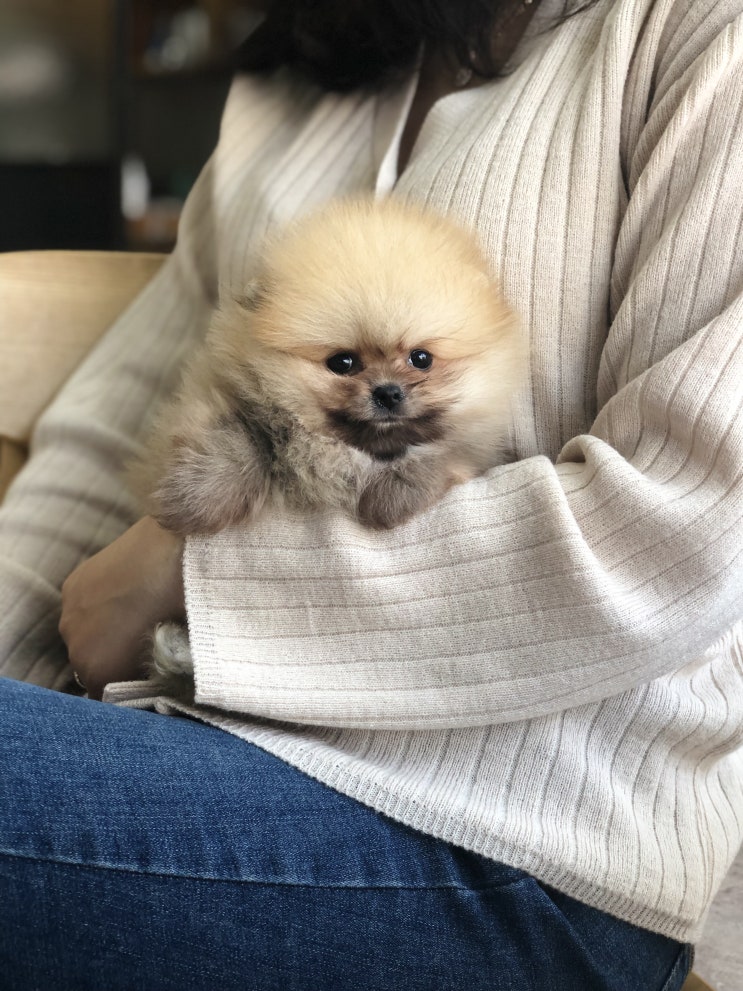  강북구 강아지분양 여긴 어떠세요?